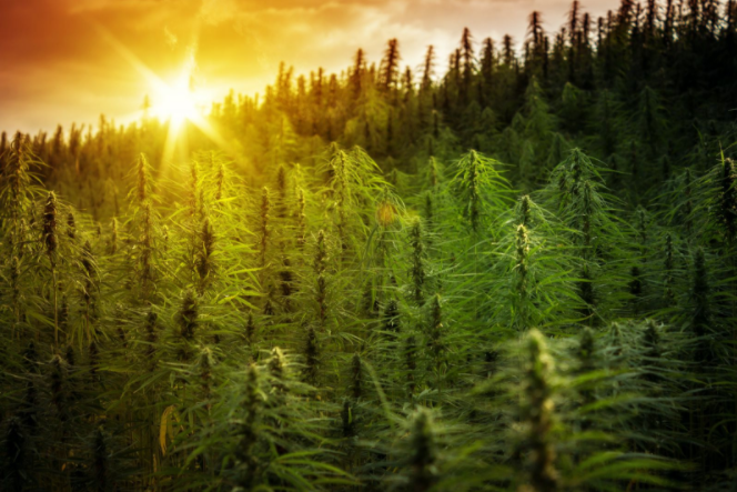 Creso Pharma Rides Cannabis Stock Momentum - Vimarsana News