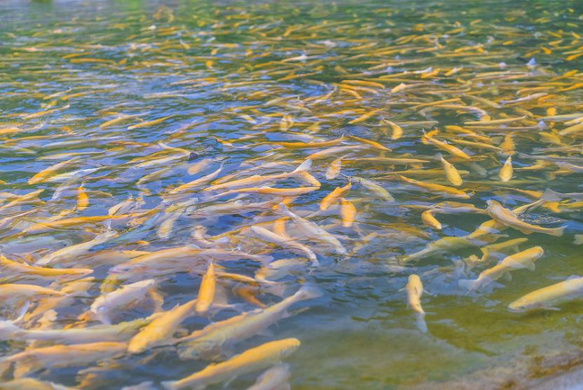 ESG Focus: Huon Salmon Litmus Test for ESG M&A - Vimarsana News