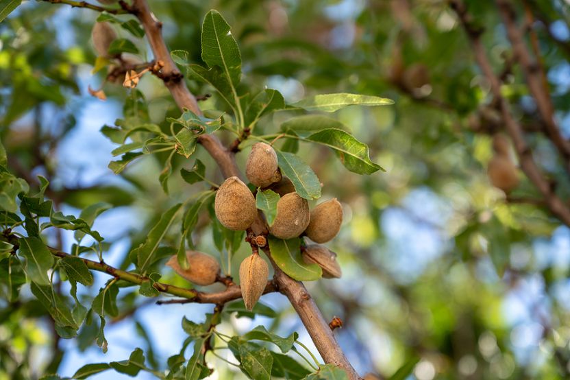 Headwinds Linger for Select Harvests - Vimarsana News